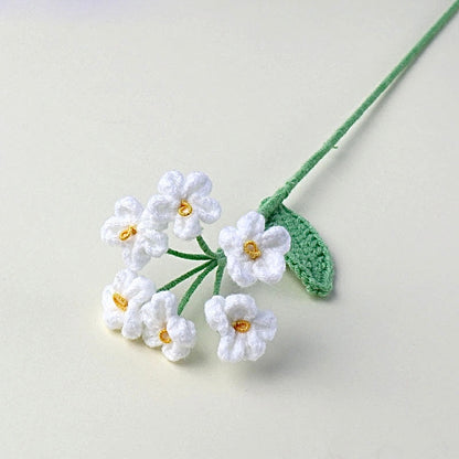 Myosotis