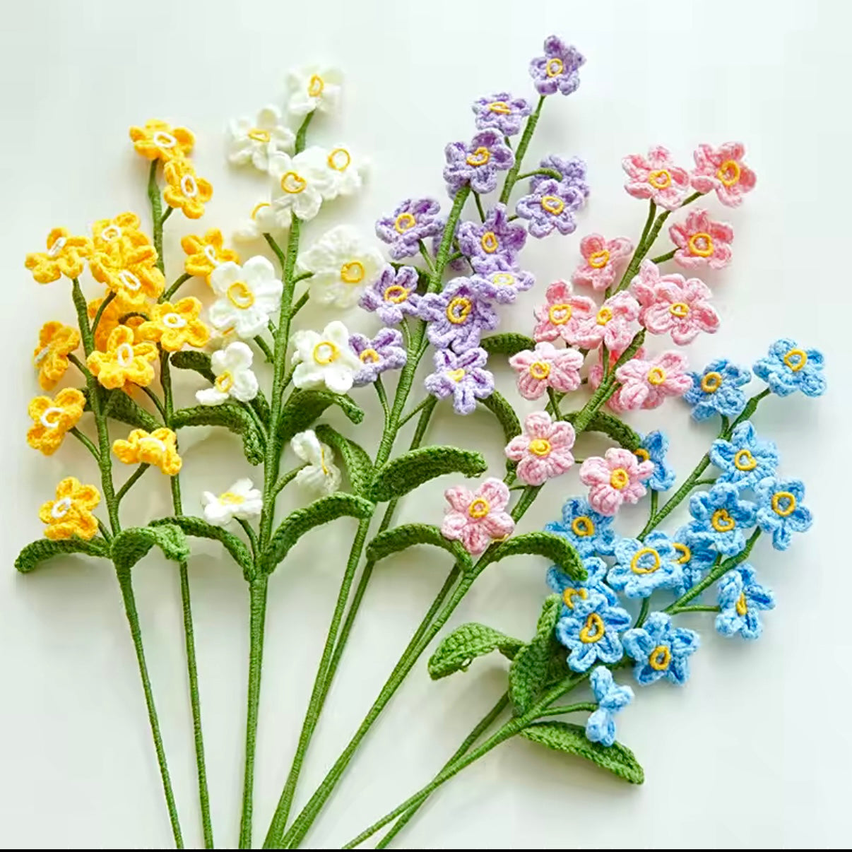 Myosotis