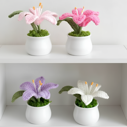 Lys en pot