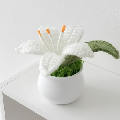 Lys en pot
